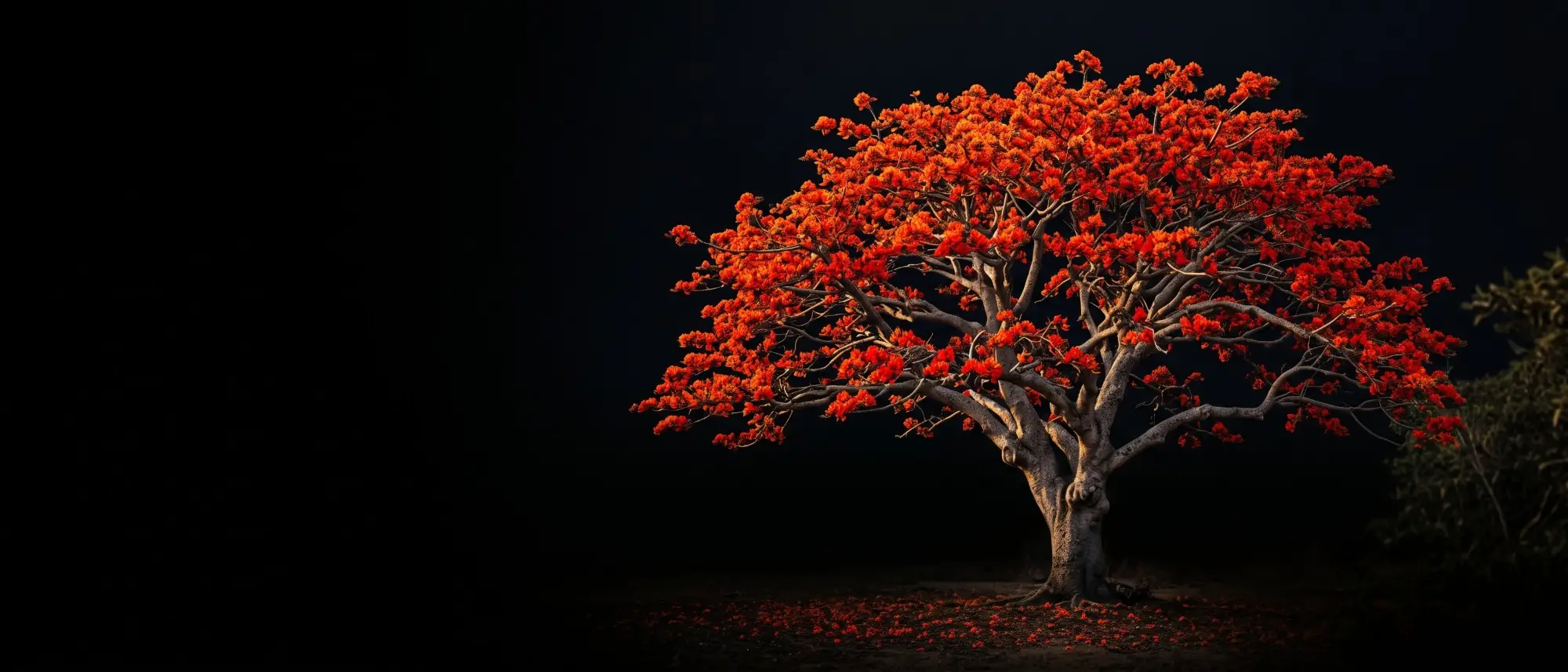 Árbol de cámbulo en plena floración, de noche